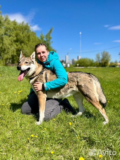 Собака в добрые руки отдам бесплатно