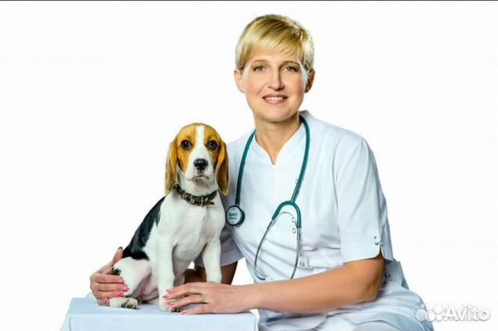 Ветврач на дом