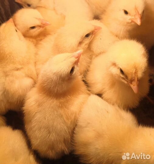 Цыплята