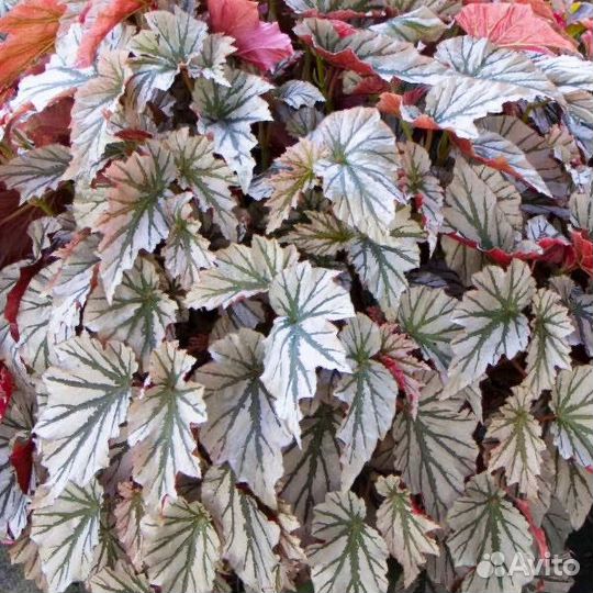 Бегонии Arctic Breeze, Down Нomе, Looking Glass