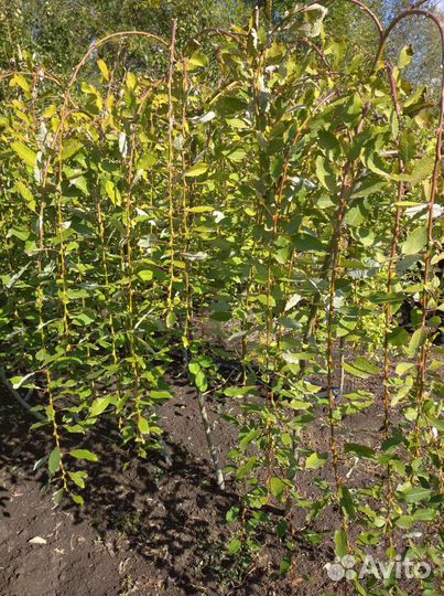 Верба Плакучяя