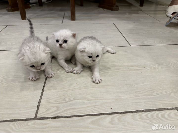 Продам вислоухих котят