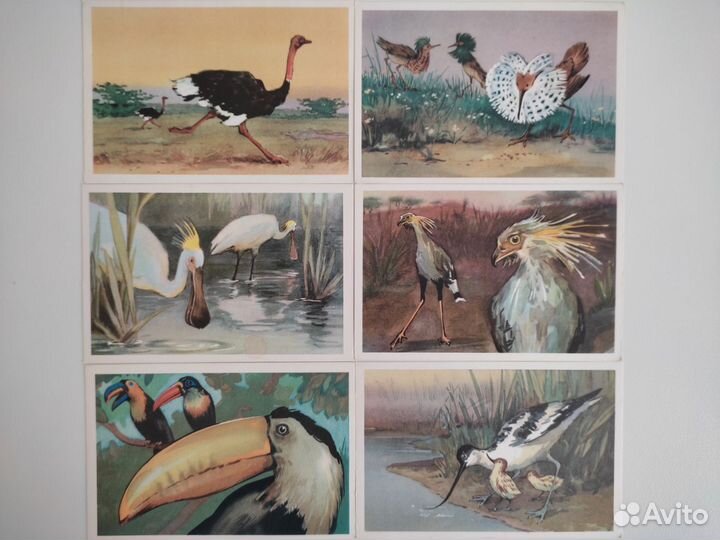 Набор открыток птицы СССР