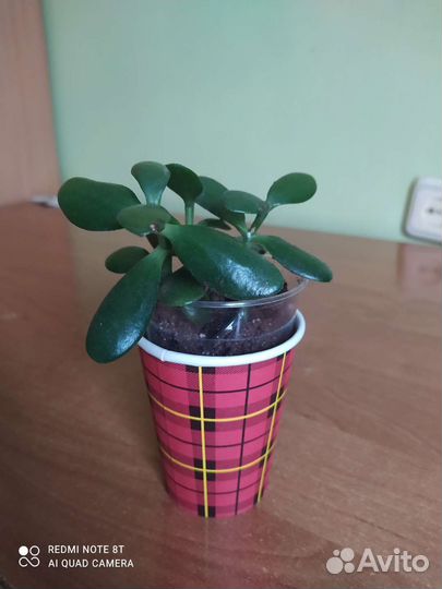 Толстянка (крассула)