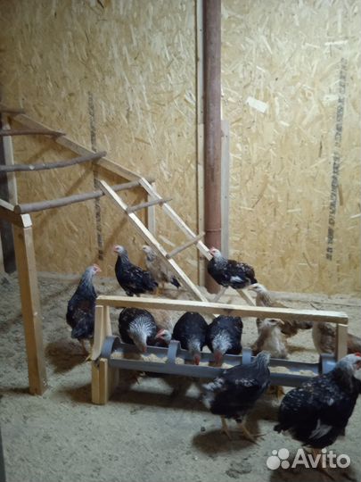 Молодые петушки