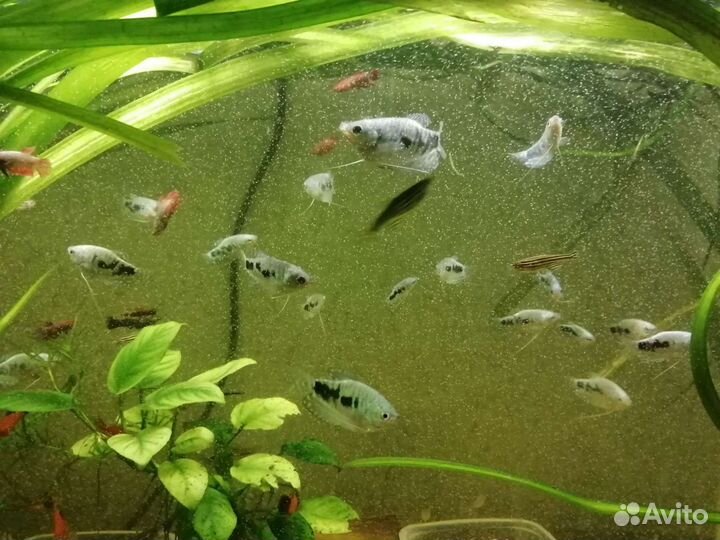 Аквариумные рыбки