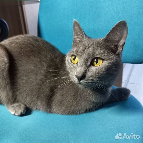 Кошка Шартрез