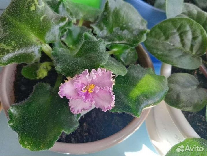 Фиалка в горшках