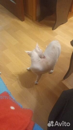 Хеппи хаус кошка