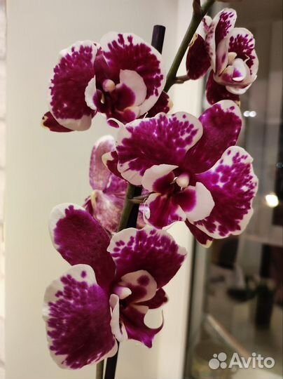 Орхидея фаленопсис