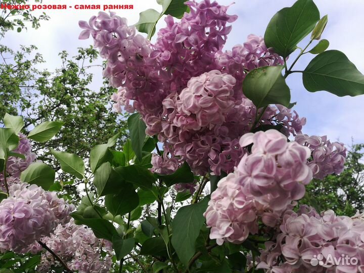 Сирень,жасмин,черенки д.прививки,многое др