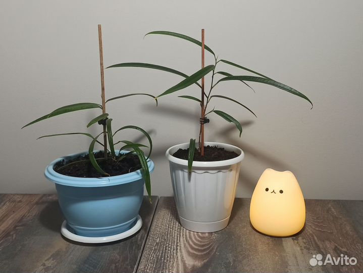 Одинокие Фикусы