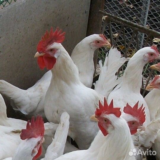 Молодые петушки леггорн (не кроссы)