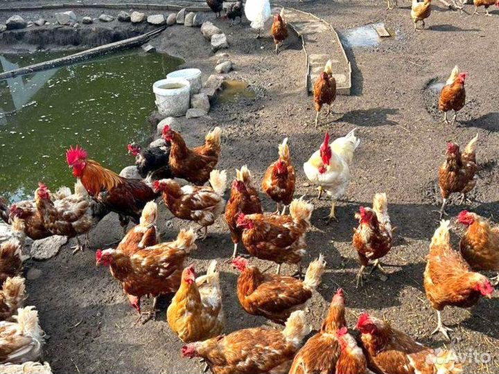 Куры несушки