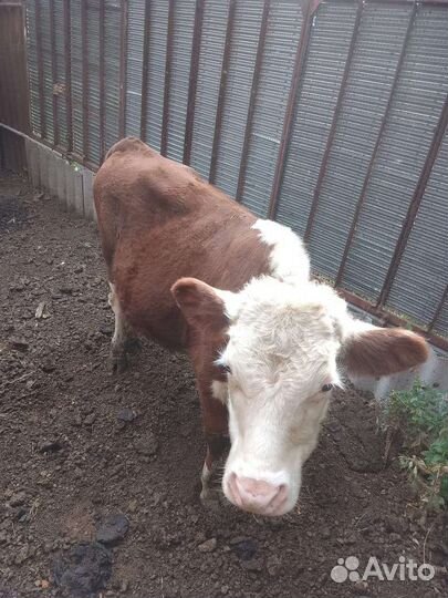 Быки сементалы