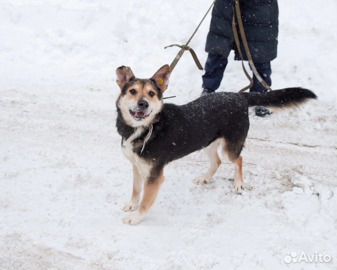 Собака в добрые руки