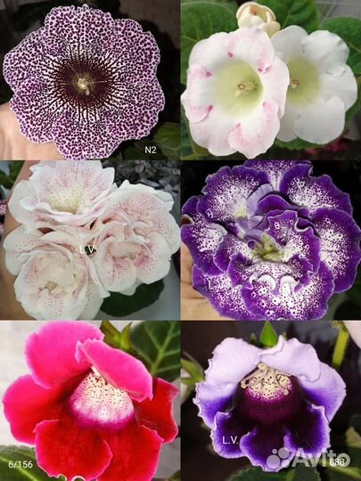 Клубни глоксиний