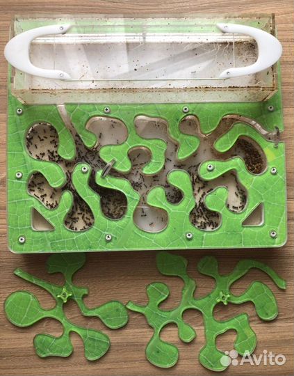 Муравьиная ферма с муравьями