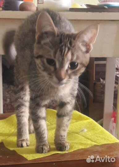 Котёнок