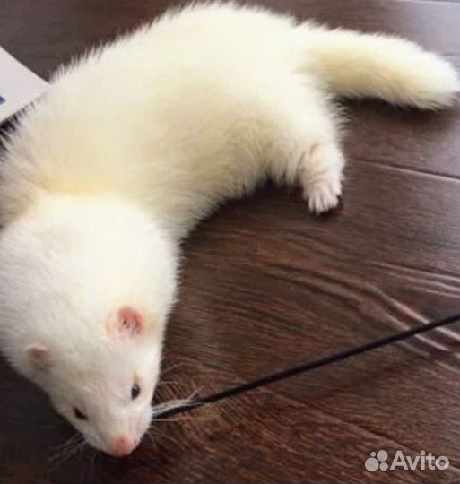 Вязка хорьков экзотических окрасов(3 самца)