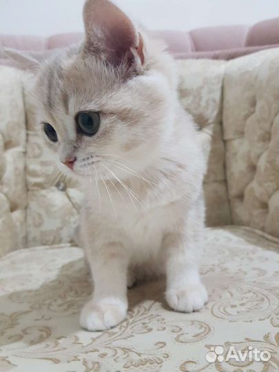 Британская