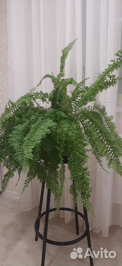 Папоротники нефролеписы сортовые 1 часть