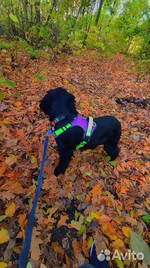 Кокер спаниель вязка