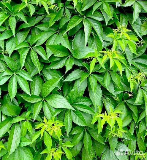 Дикий виноград