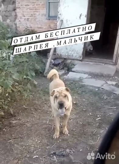 Шарпей
