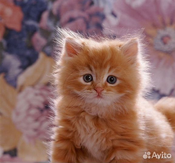 Котенок мальчик