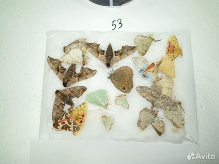 Сухие насекомые для школы. Бабочки, жуки и пр