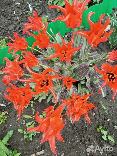 Луковицы тюльпанов