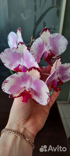 Орхидея фаленопсис