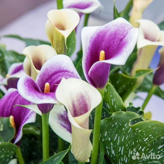 Каллы миксы (20 сортов)