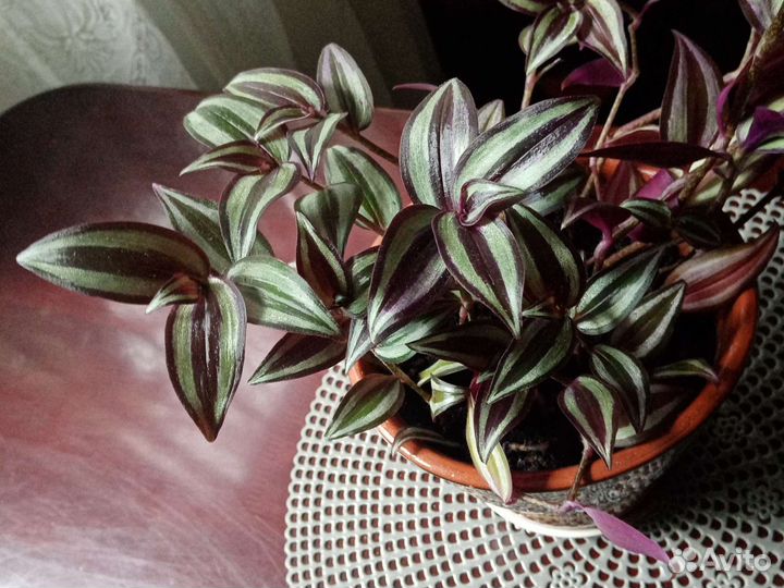 Традесканция зебрина отростки