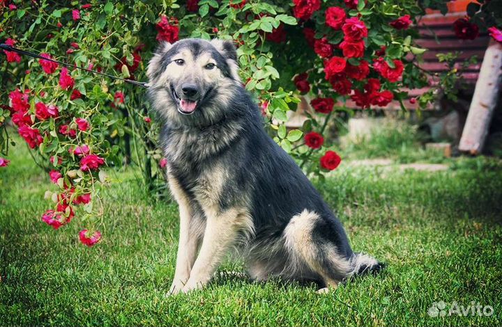 Собака в добрые руки