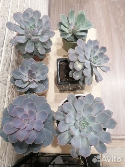 Суккуленты