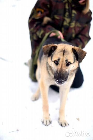 Собака в добрые руки из приюта бесплатно