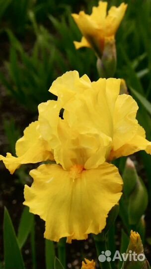 Ирисы Бородатые 7 сортов, лилейник, лаванда