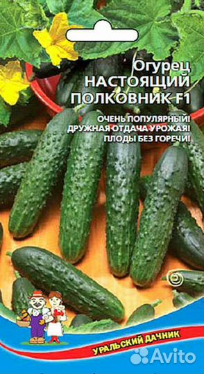 Рассада огурцов