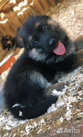 Лучшая охрана немецкие овчарки щенки