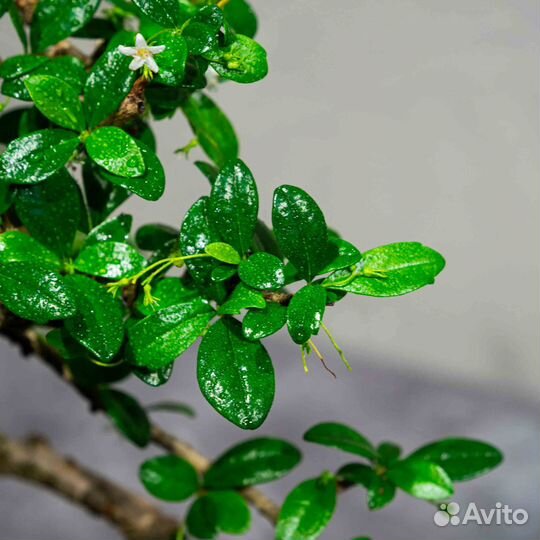 Дерево Бонсай - Кармона, цветущее дерево 13 лет