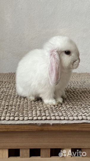 Карликовый баран, декоративный кролик