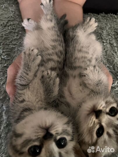 Котята шотландцы