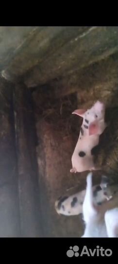 Продам поросят ландрас скрещен с дюрком 2мес