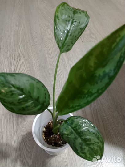 Аглаонема Фридмана