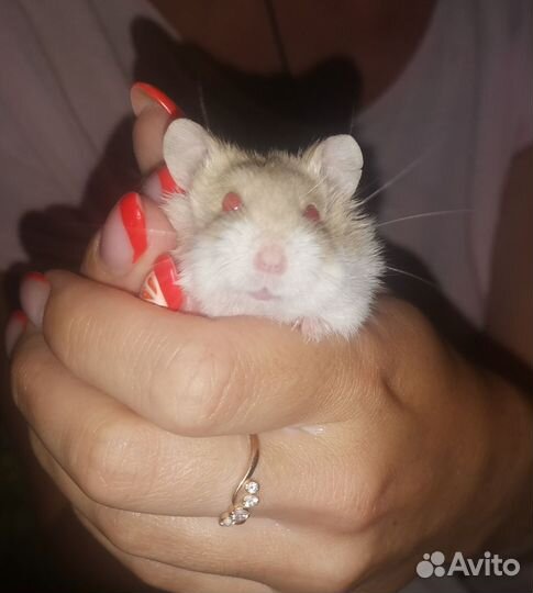 Джунгарский хомяк девочка