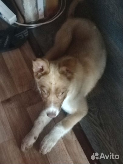 Собака в добрые руки дворняга