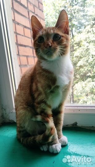 Мальчик 6 мес