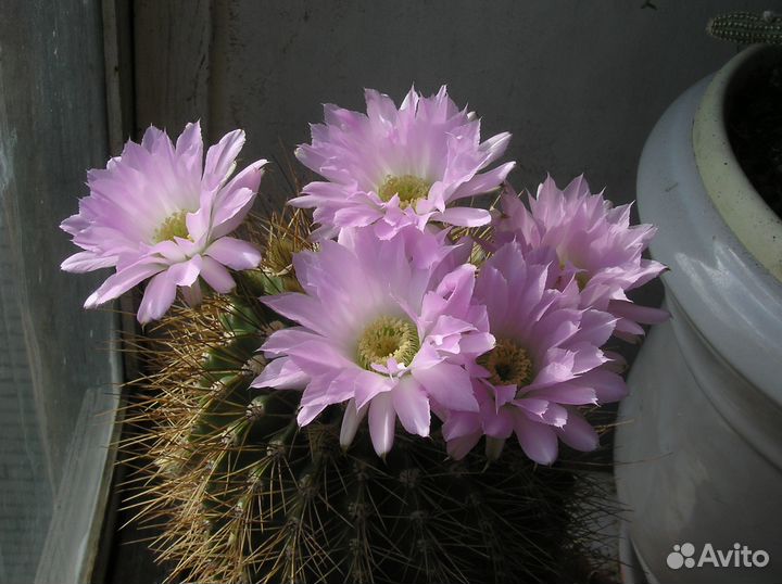 Кактус цветущий трихоцереус атакамский